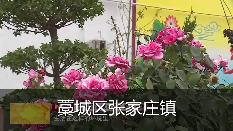 藁城区张家庄镇